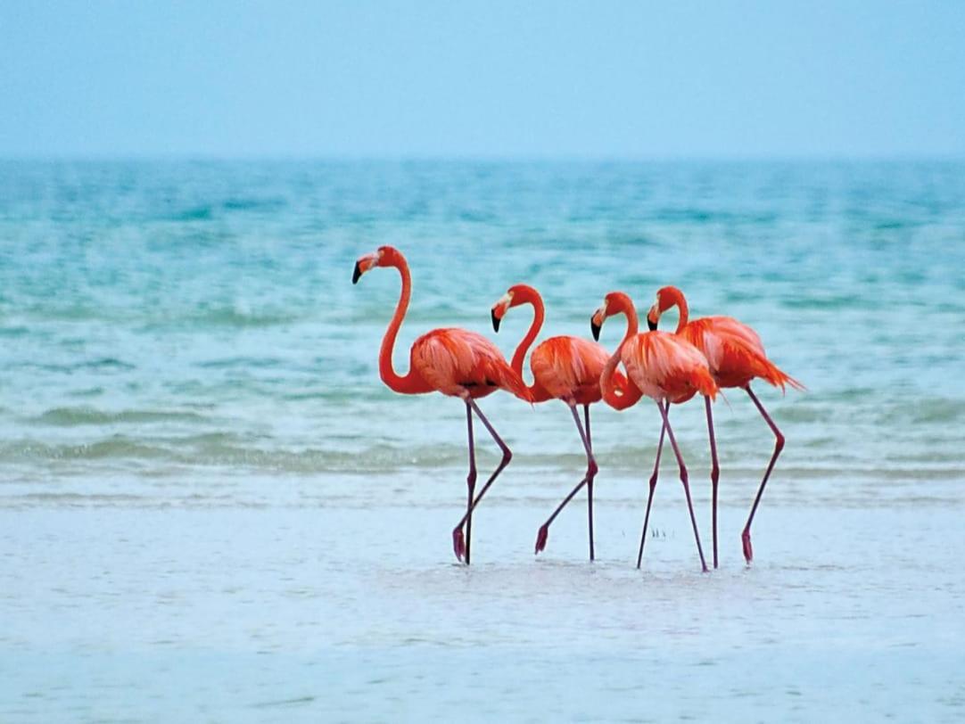 Mi Habitat Holbox-Maravilla Natural Екстериор снимка